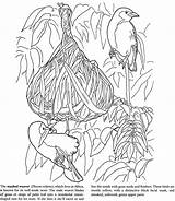 Coloring Doverpublications Dover Publications Weaver sketch template