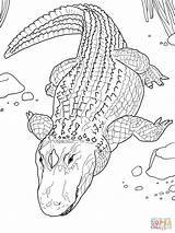 Alligator American Coloring Pages Common Printable Color Alligators sketch template