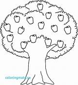 Apple Colorir Macieira Kidsplaycolor Getdrawings Acacia Svg Cricut Coloring sketch template