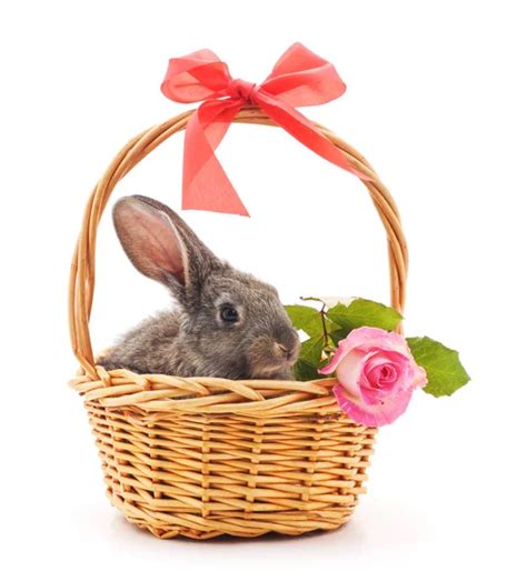 bunny rabbit  wicker basket stock photo  fouroaks