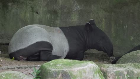 tapirs stock footage video shutterstock