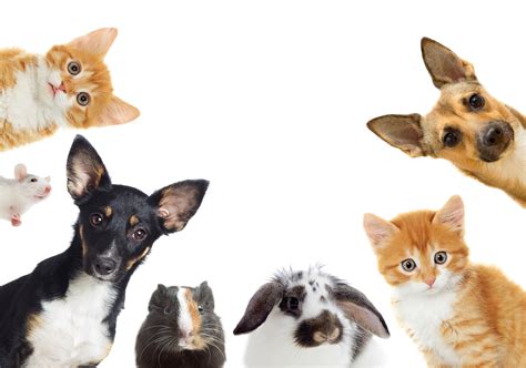 significant health benefits   pets selectquote blog