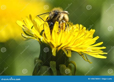paardebloem en bijen stock foto image  stempels groepswerk
