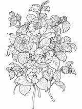 Coloring Pages Camellia Flower sketch template