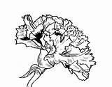 Flower Carnation Coloring Para Colorear Dibujos Dibujo Clavel Flor Flores Drawings Imprimir Con Coloringcrew Imagenes Drawing Un Compartir Tablero Seleccionar sketch template