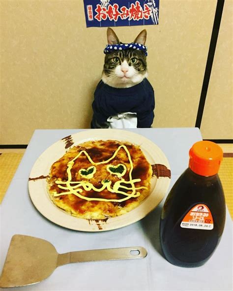 cosplaying cat chef dines with his mom every night in different outfit bored panda