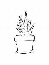 Aloe sketch template