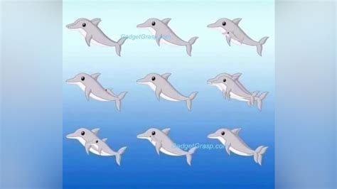 optische taeuschung wie viele delfine sind hier zu sehen