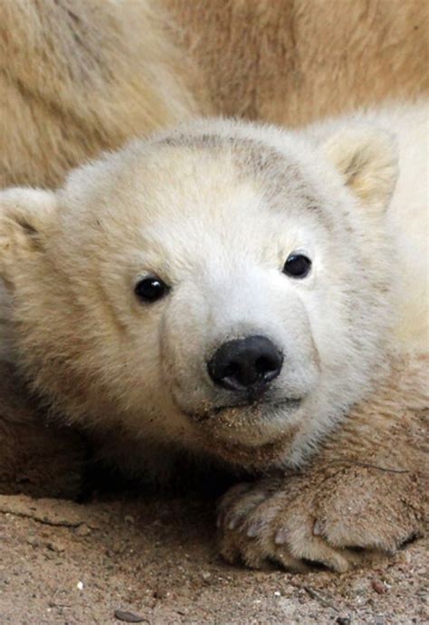 pin  baby polar bears