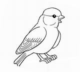 Sparrow sketch template