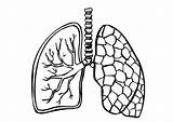 Lungs Edupics Pulmones sketch template