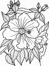 Coloring Pages Tropical Flowers Flower Rainforest Dementia Bougainvillea Adults Printable Adult Patients Easy Drawing Sheets Print Color Colouring Books Exotic sketch template