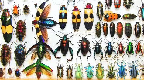 uc davis video series     insect collection ento nation