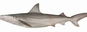 Afbeeldingsresultaten voor "carcharhinus Fitzroyensis". Grootte: 297 x 96. Bron: www.mijnwoordenboek.nl