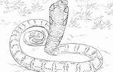 Coloring Anaconda Cobra Pages King Python Realistic Snakes Snake Printable Mamba Burmese Drawing Sketch Print Titanoboa Color Green Cobras Drawings sketch template