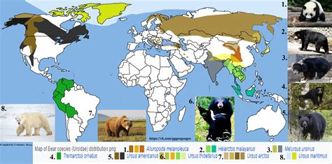 map  bear species ursidae distribution rmapporn
