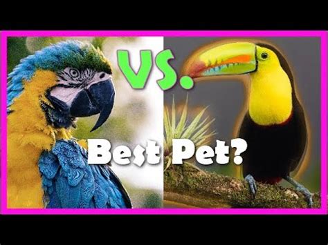 toucans  parrots     pet youtube