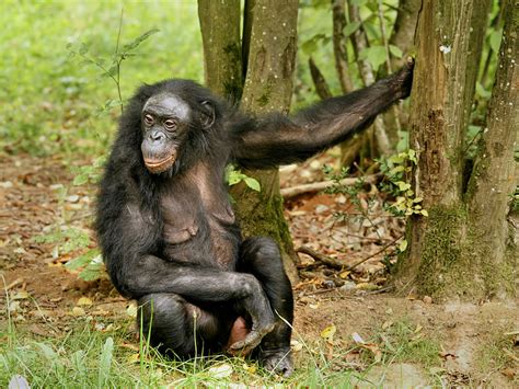 female bonobos use homosexual sex to increase social status