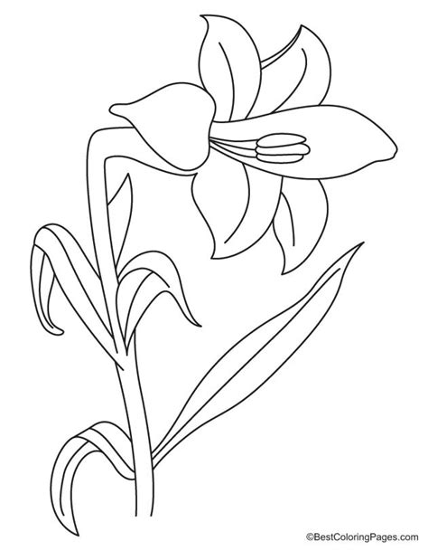 lily flower coloring page   lily flower coloring page