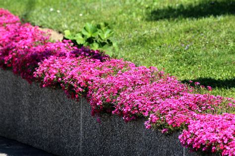 ground covers  sun  shade   garden beesandrosescom