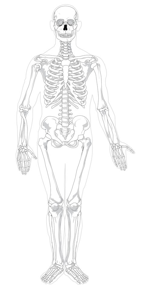 unlabeled diagram   human skeleton koibanainfo human skeleton human skeleton bones