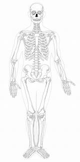 Skeletal Bone Unlabeled Esqueleto Tulang Manusia Clipart Anatomi Medications Osteoporosis Appendicular Esqueletico Scheletro Dialetto Labels Anatomia Kerangka Koibana Abduzione Adduzione sketch template