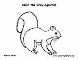 Squirrel Gray Coloring Eastern Exploringnature Nature sketch template
