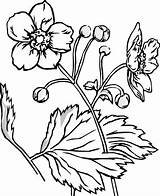 Flower Coloring Pages Flowers Drawing Nature Drawings Printable Line Color Sampaguita Pumpkin Hearts Faces Pic Draw Animals Sheets Getdrawings Print sketch template