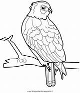 Falco Disegno Colorare Uccelli sketch template