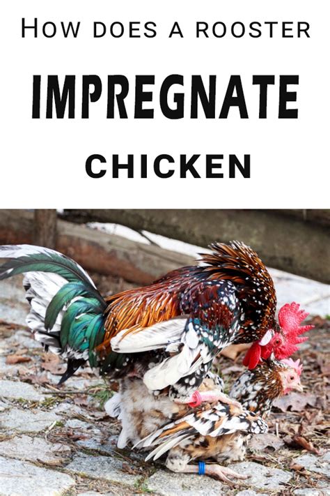 How Do Chickens Have Sex And Does A Rooster Impregnate A
