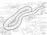 Schlangen Ausmalen Schlange Serpent Tigre Snakes Serpente Anaconda Realistische Ganzes Bull Serpents Diamant Kinderbilder Serpenti sketch template