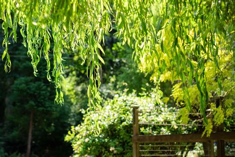 grow  care   weeping willow tree