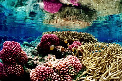 ocean circulation    killed cold water corals geospace