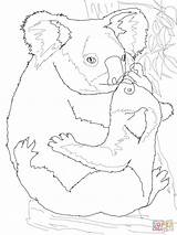 Koala Kolorowanki Ausmalbild Tegninger Krammer Pagine Semplici Lusso Hugging Kategorier Kolorowanka sketch template