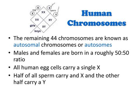 ppt chromosomal disorders powerpoint presentation free download id