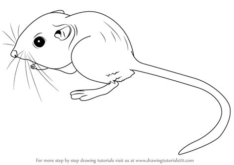 learn   draw  kangaroo rat rodents step  step drawing tutorials