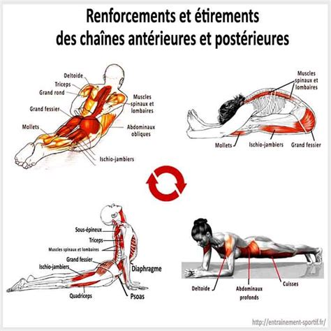 Exercice Dos Sans Matériel Et Programme Complet Muscler Le Dos