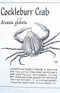 Afbeeldingsresultaten voor "arcania Globata". Grootte: 120 x 185. Bron: www.pinterest.com