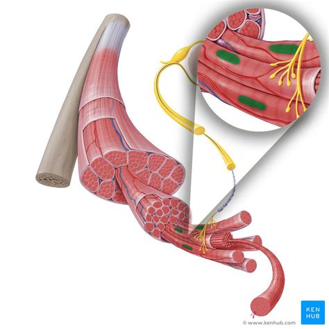 Musculoskeletal System Anatomy And Diagram Kenhub