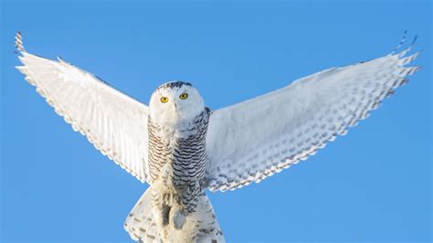 white owl  open wings  blue sky background hd owl wallpapers hd