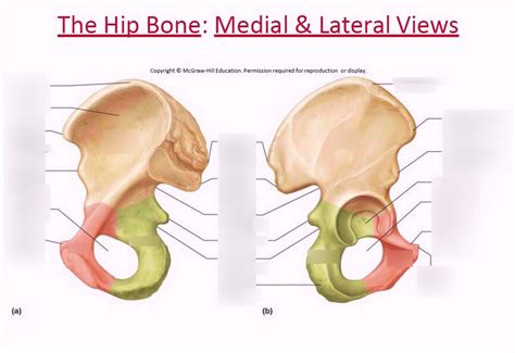 hip bone medial lateral views diagram quizlet