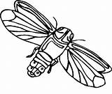 Serangga Mewarnai Insect Coloring4free Tk Paud Cricket sketch template