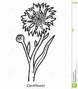 Cornflower Coloring Flower Designlooter Book Drawings 31kb 1130 1300px sketch template
