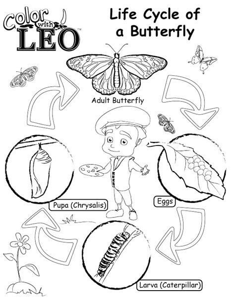 life cycle  butterfly coloring pages