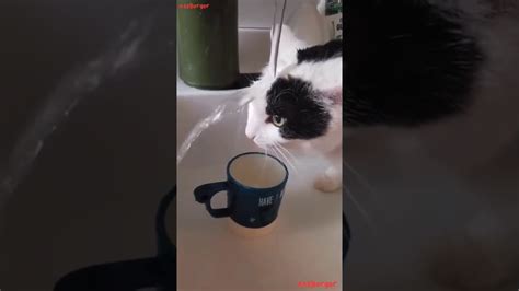 dumb cat drinking water youtube