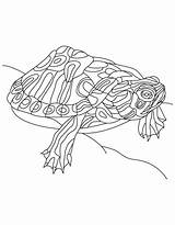 Schildpadden Kleurplaat Bellied Kleurplaten Alabama Largemouth Kleurplatenenzo Stemmen sketch template