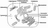 Tierzelle Pflanzenzelle Zellbestandteile Bildbesprechung Zellbiologie Biologie Sbw sketch template