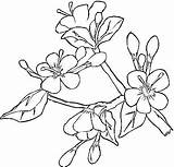 Blossom Ume Dogwood Designlooter Cherry sketch template