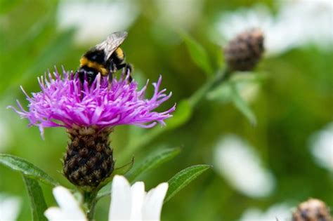 fotowedstrijd maak de mooiste bijenfoto groenvandaag