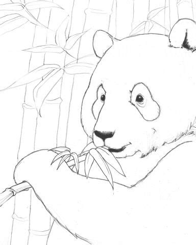 endangered animals coloring book animal coloring
